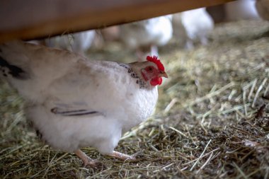 Çiftlikteki tavuklar. Tonlanmış, stil, renk fotoğrafı