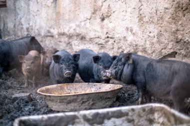 Küçük Vietnamlı domuz çiftliği