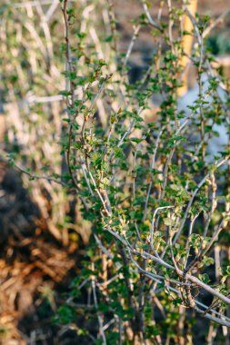 Frenk üzümü genç küçük yeşil yaprakları ile Şubesi.
