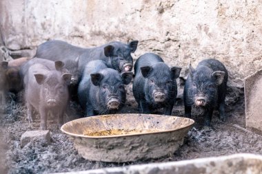 Küçük Vietnamlı domuz çiftliği