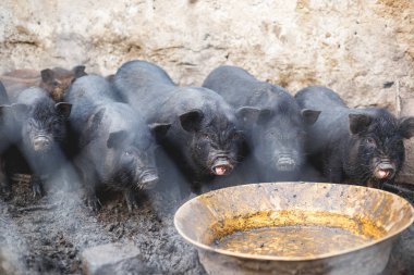 Küçük Vietnamlı domuz çiftliği