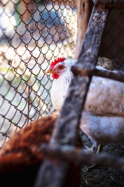 Çiftlikteki tavuklar. Tonlanmış, stil, renk fotoğrafı