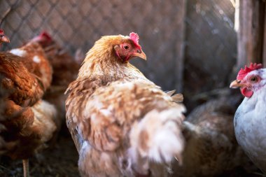 Çiftlikteki tavuklar. Tonlanmış, stil, renk fotoğrafı