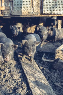 Küçük Vietnamlı domuz çiftliği.