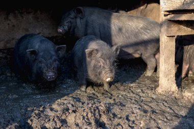 Küçük Vietnamlı domuz çiftliği.