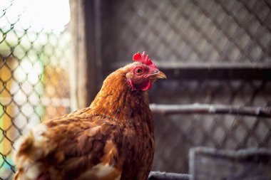 Çiftlikteki tavuklar. Tonlanmış, stil, renk fotoğrafı