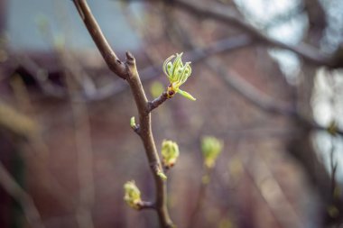 Armut ağacı çiçek tomurcukları.