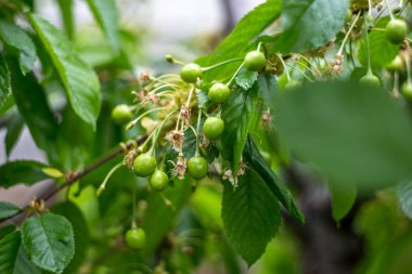 Olgunlaşmamış bir kiraz Şubesi.