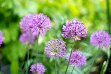 Bahçedeki güzel pembe çiçek.