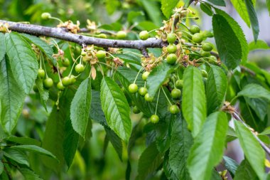 Olgunlaşmamış bir kiraz Şubesi.
