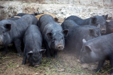 Küçük Vietnamlı domuz çiftliği.