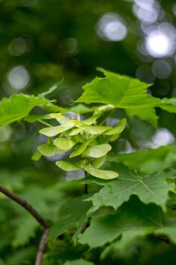 Ağaç üzerinde yeşil akçaağaç tohumu.