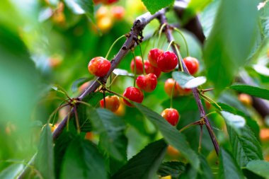 Tatlı kiraz ağacı üzerinde.