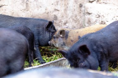 Vietnamca domuz çiftliği.