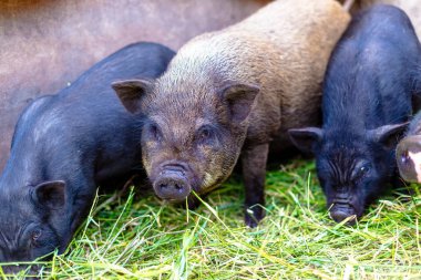 Vietnamca domuz çiftliği.