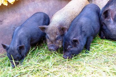 Vietnamca domuz çiftliği.