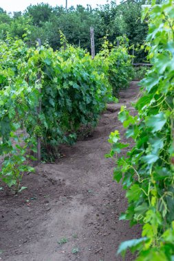 Güzel genç koruk, yaz.