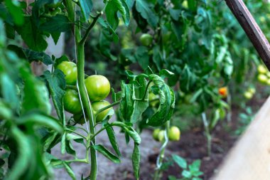 Ev yapımı sera olgunlaşmamış domates