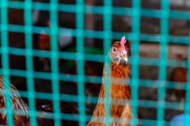 Tavuk çiftliği yeşil plastik kafes çitin arkasında oturuyor