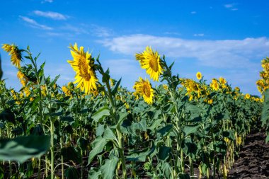 Öğleden sonra güzel ayçiçeği alan.