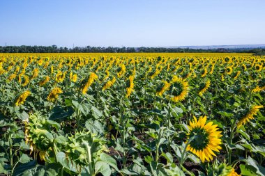 Öğleden sonra güzel ayçiçeği alan.