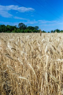 Buğday alanında. Bitki, Doğa, çavdar. Kırsal yaz alan manzara.