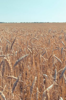Buğday alanında. Bitki, Doğa, çavdar. Kırsal yaz alan manzara.