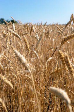 Buğday alanında. Bitki, Doğa, çavdar. Kırsal yaz alan manzara.