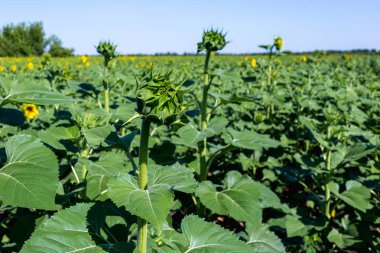 Öğleden sonra güzel ayçiçeği alan.