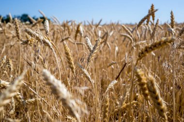 Buğday alanında. Bitki, Doğa, çavdar. Kırsal yaz alan manzara.