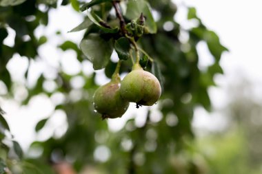 Bir ağaç bir yağmur çiy damlacıkları altında sonra üzerinde yeşil armut