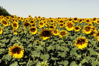 Öğleden sonra güzel ayçiçeği alan.