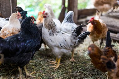 Çiftlikteki tavuklar. Tonlanmış, stil, renk fotoğrafı.