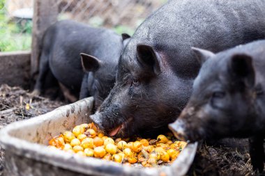 Black Vietnamese pigs on the farm eat apricots from the trough clipart