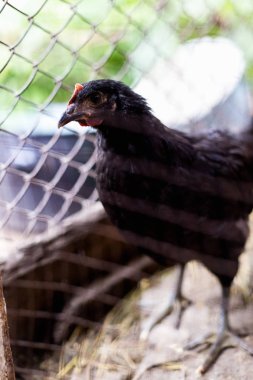 Çiftlikteki tavuklar. Tonlanmış, stil, renk fotoğrafı.