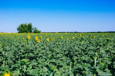 Öğleden sonra güzel ayçiçeği alan.
