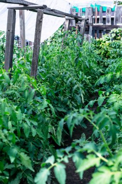 Domates fidesi yerli satırlarının üretmek