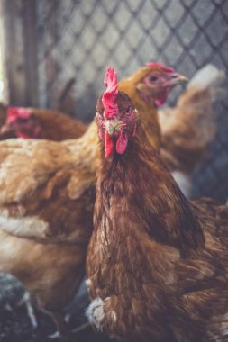 Çiftlikteki tavuklar. Tonlanmış, stil, renk fotoğrafı