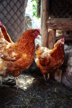 Çiftlikteki tavuklar. Tonlanmış, stil, renk fotoğrafı