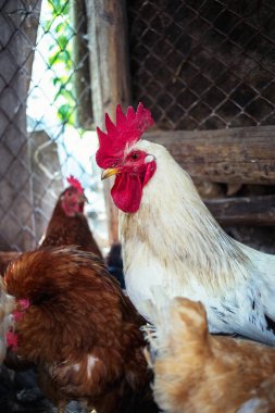 Çiftlikteki tavuklar. Tonlanmış, stil, renk fotoğrafı