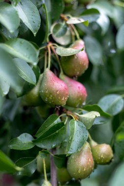 Bir ağaç bir yağmur çiy damlacıkları altında sonra üzerinde yeşil armut