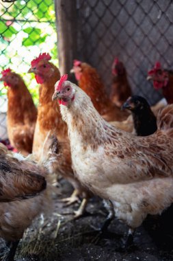 Çiftlikteki tavuklar. Tonlanmış, stil, renk fotoğrafı