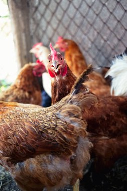 Çiftlikteki tavuklar. Tonlanmış, stil, renk fotoğrafı