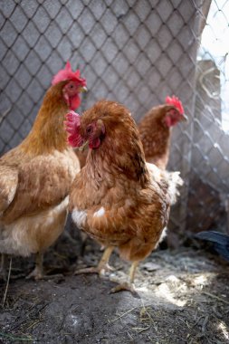 Çiftlikteki tavuklar. Tonlanmış, stil, renk fotoğrafı
