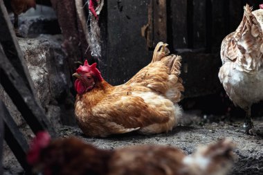 Çiftlikteki tavuklar. Tonlanmış, stil, renk fotoğrafı