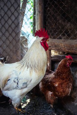 Çiftlikteki tavuklar. Tonlanmış, stil, renk fotoğrafı
