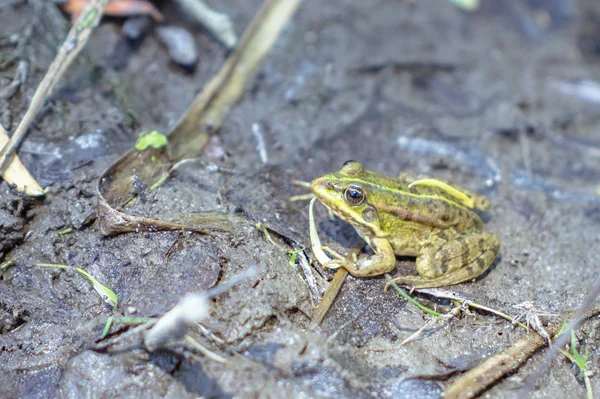 Zelená Žába Přirozeném Prostředí — Stock fotografie