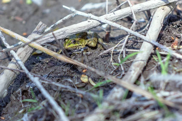 Zelená Žába Přirozeném Prostředí — Stock fotografie