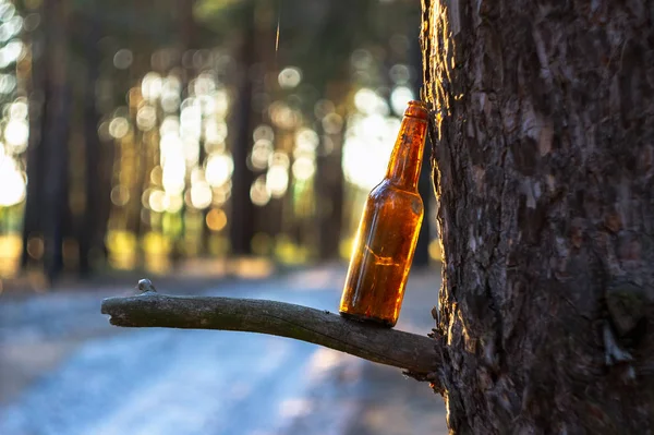 Uma Garrafa Cerveja Castanha Num Pinhal Numa Árvore Destruição Natureza — Fotografia de Stock