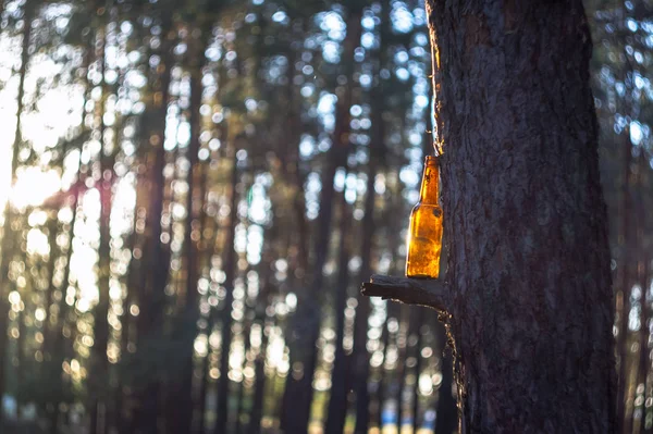 Brown Beer Bottle Pine Forest Tree Destruction Nature Pollution Environment — Stock Photo, Image